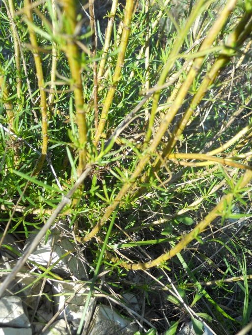 Senecio inaequidens